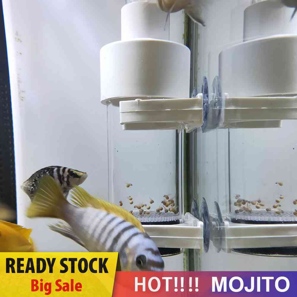 Inkubator Penetas Telur Ikan Cichlids Ukuran 40mm