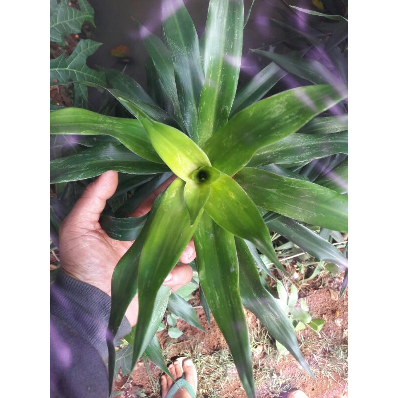 

daun suji pewarna kue obat herbal obat alami pewarna makanan
