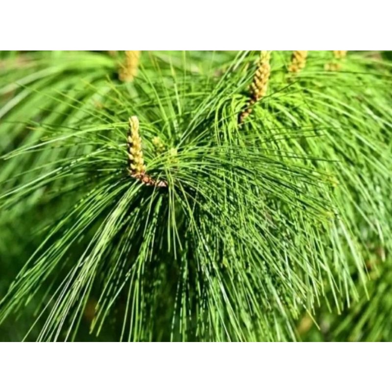 

daun pinus fresh petik langsung segar per (1kg)