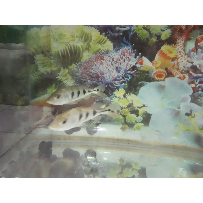 ikan Pbass Monoculus