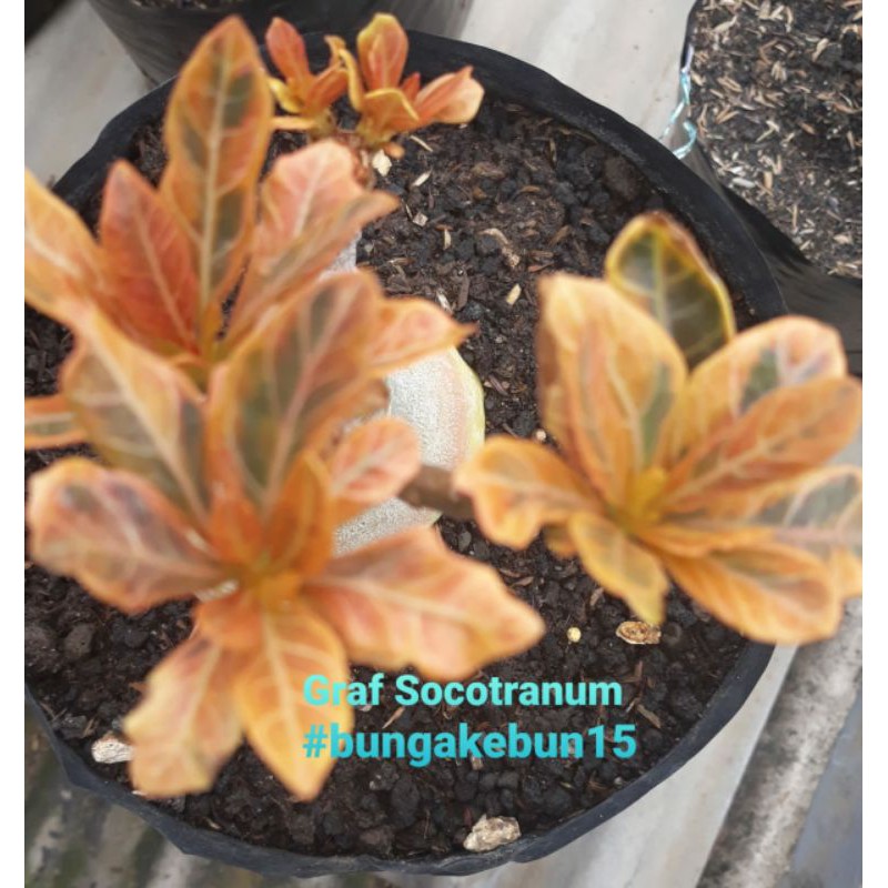 Adenium Grafting Socotranum Varigata