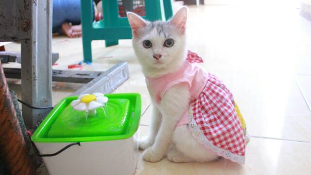 Dress kotak-kotak bunga anak paud / dress untuk kucing dan anjing lucu murah size S-XL