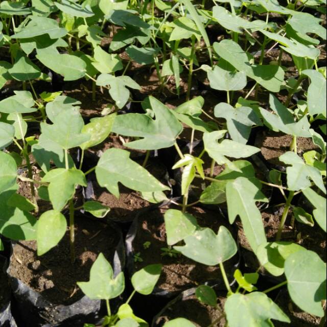 Bibit Pepaya Thailand