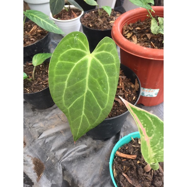 tanaman kuping gajah Kalong