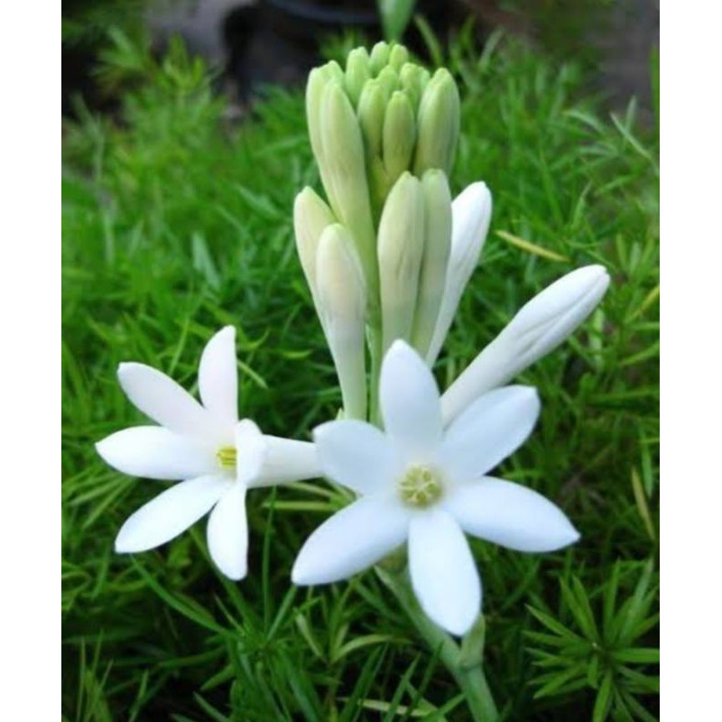 Bibit Bunga Sedap Malam