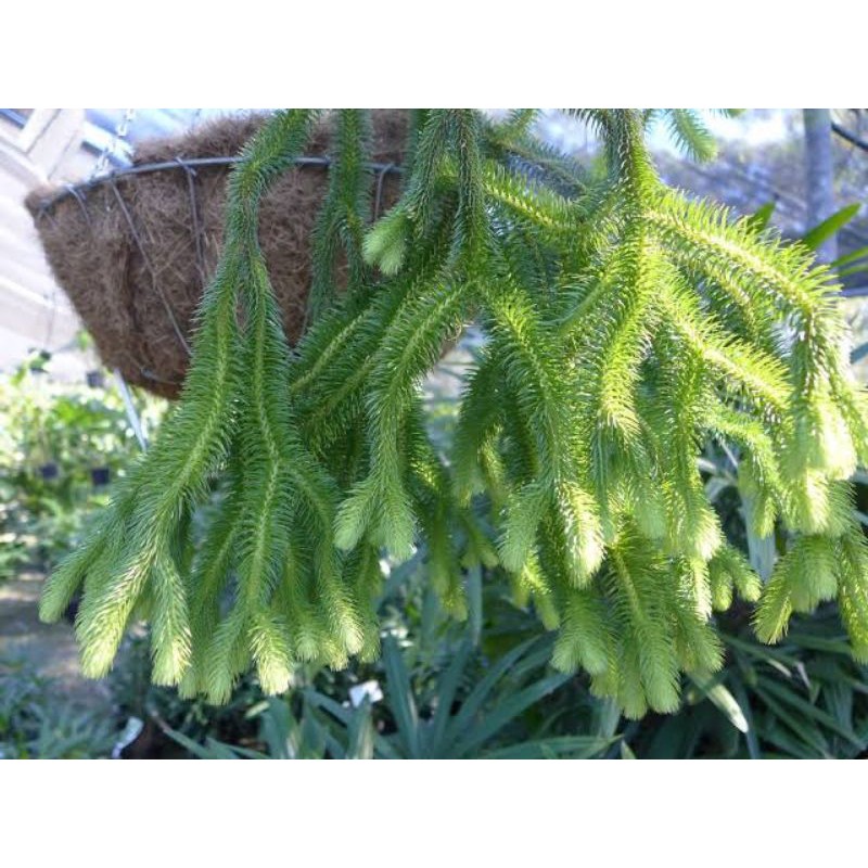 tanaman hias huperzia squarrosa / huperzia langka