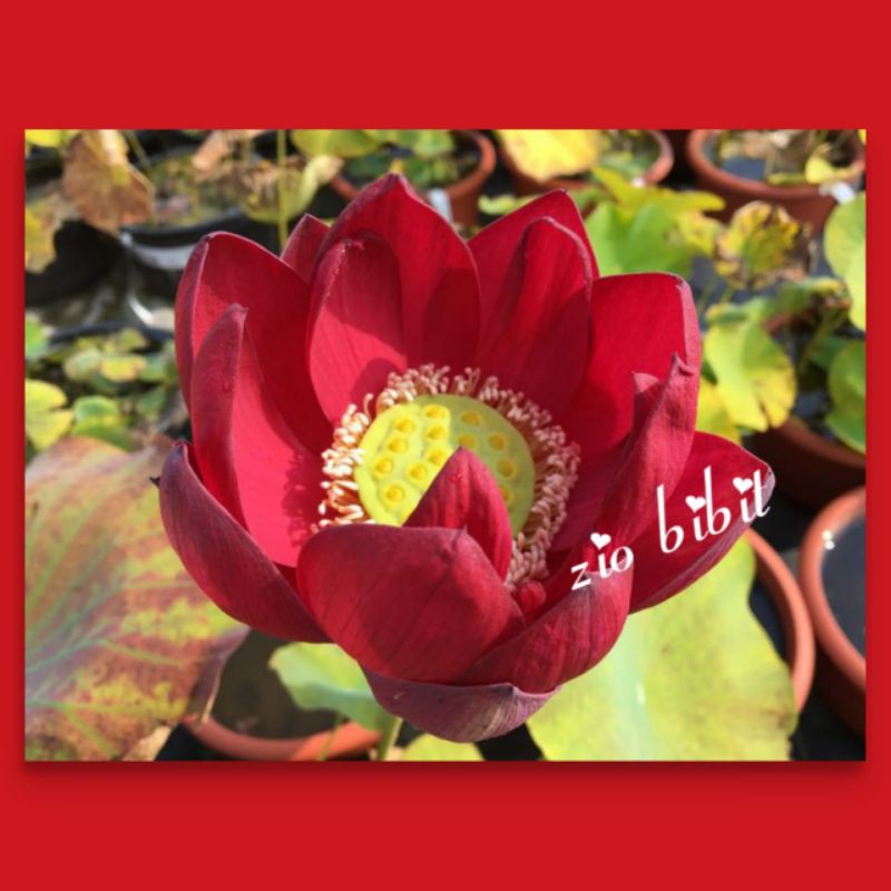 Benih Bibit Biji Lotus Teratai Bunga Merah Import Bianca