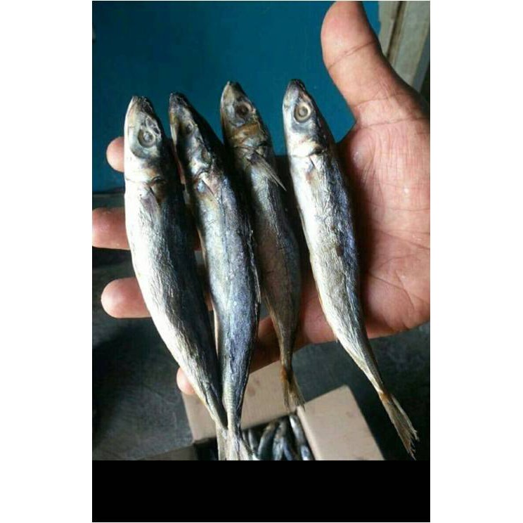 

Ikan Ogak Rebus ( @ 500 Gr )