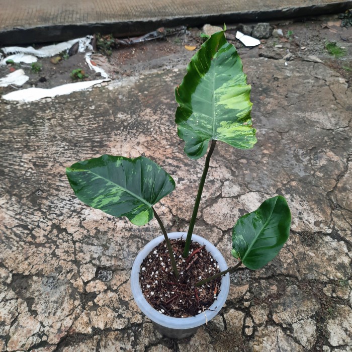 philodendron jungle fever variegata tanaman hias