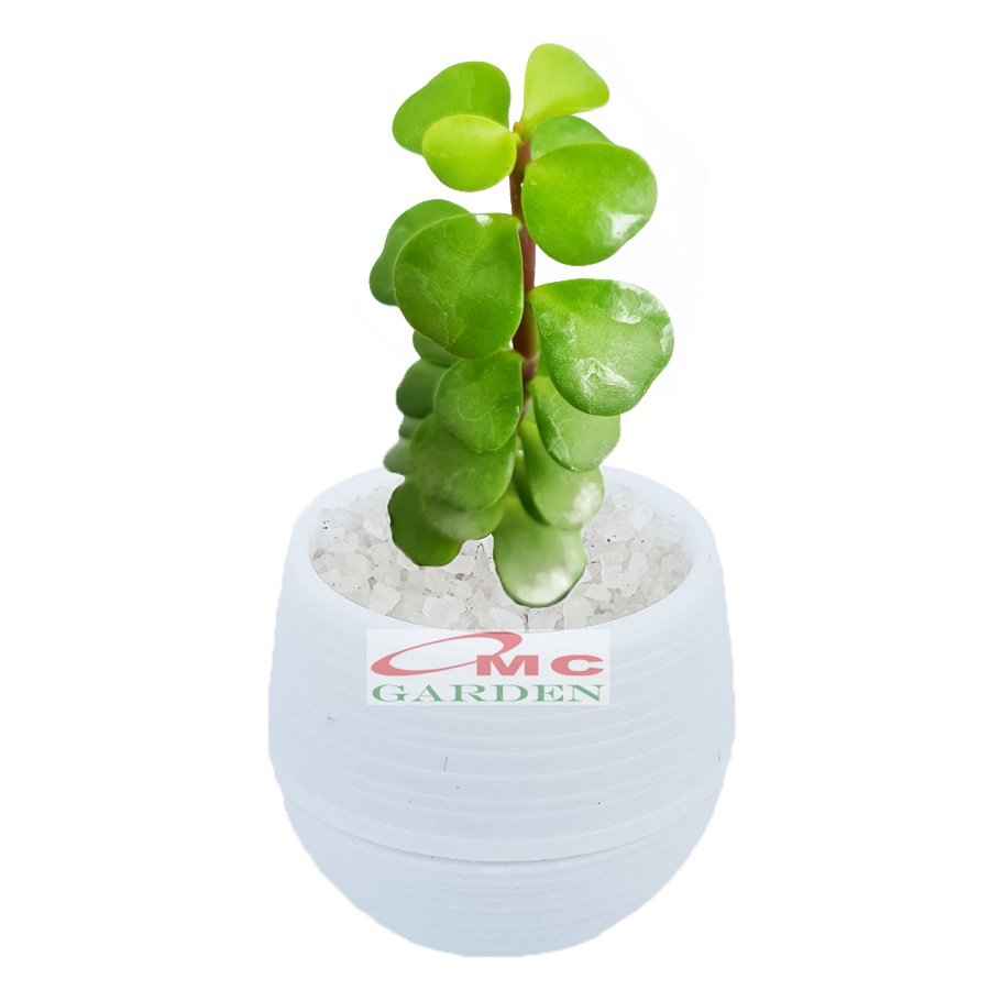 Tanaman Hias Sukulen Sekulen Mini Succulent Kaktus plus Pot Bola Warna SKLN-026-030
