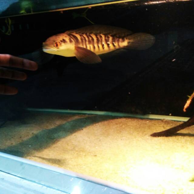 Maru Borneo mata merah