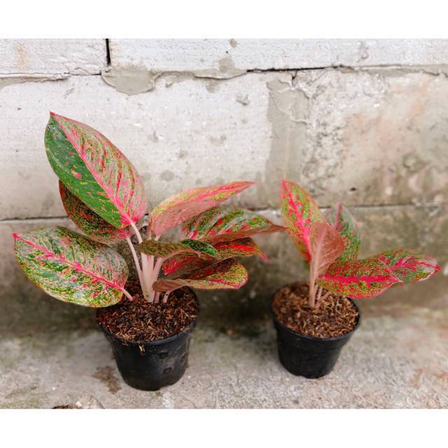 Aglonema Red Stardust Uk. Jumbo/ Dewasa