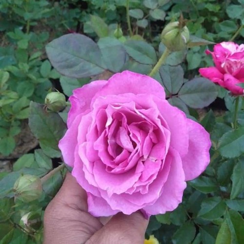 Tanaman Mawar Ungu tua