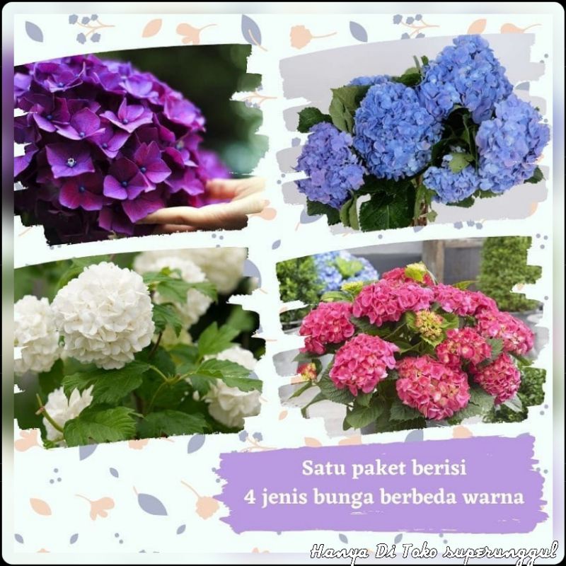 Tanaman Hias Bunga  Pancawarna Satu Pohon Bisa Tersedia 5 warna