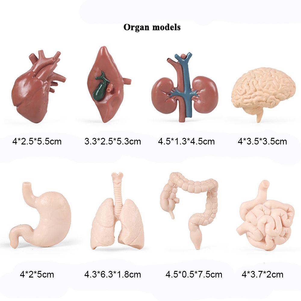 Top 8PCS model Organ Manusia model Montessori Science Nature Mainan Edukasi Hati Renal Paru-Paru