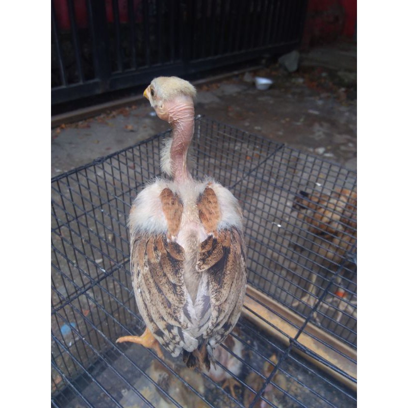 Ayam saigon anakan