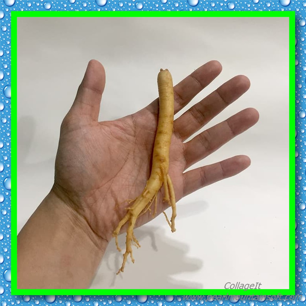 

BANTING HARGA GINGSENG 100% FRESH KOREA IMPORT MAKANAN KERING MURAH TERLENGKAP AL3