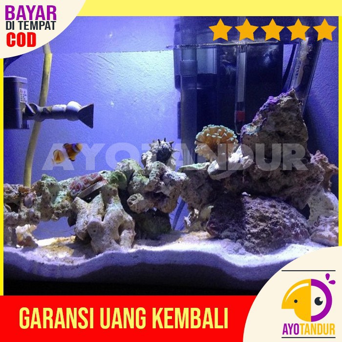 AIR LAUT AQUARIUM IKAN HIAS