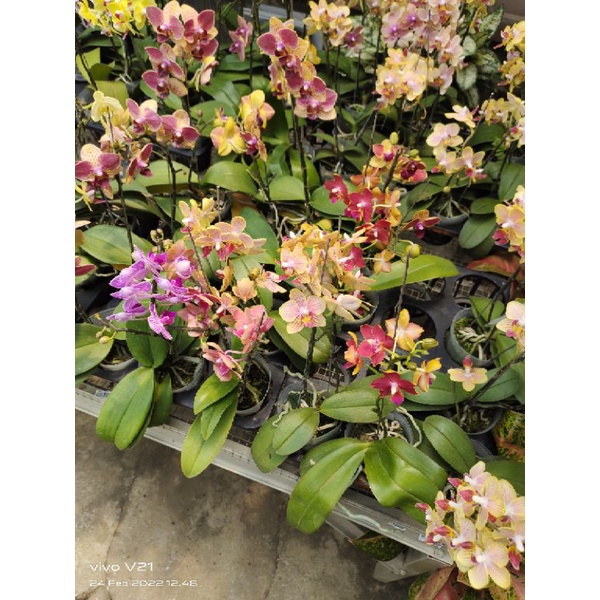 Bunga Anggrek Bulan hidup udah berbunga murah