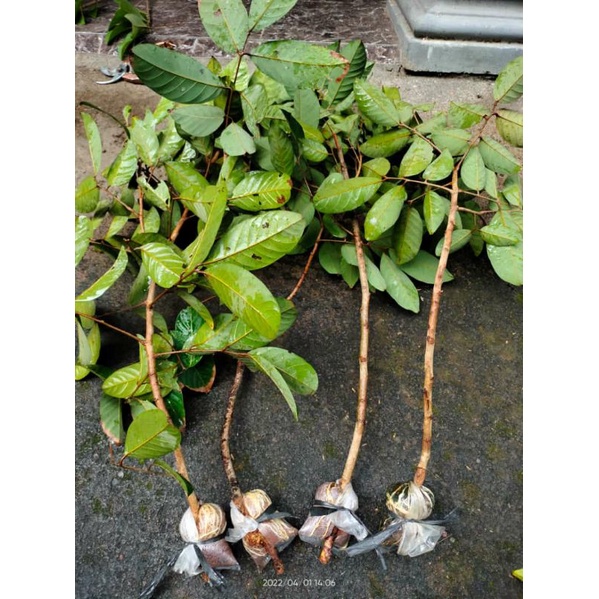 bibit fresh cangkok rambutan binjai dan rapiah