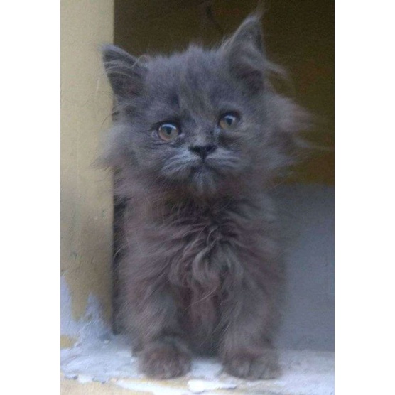 (RAS FLATNOSE BULU BLUE SOLID) KUCING KITTEN  PERSIA MEDIUM ANGGORA KUCING JANTAN BETINA HIMALAYA FL