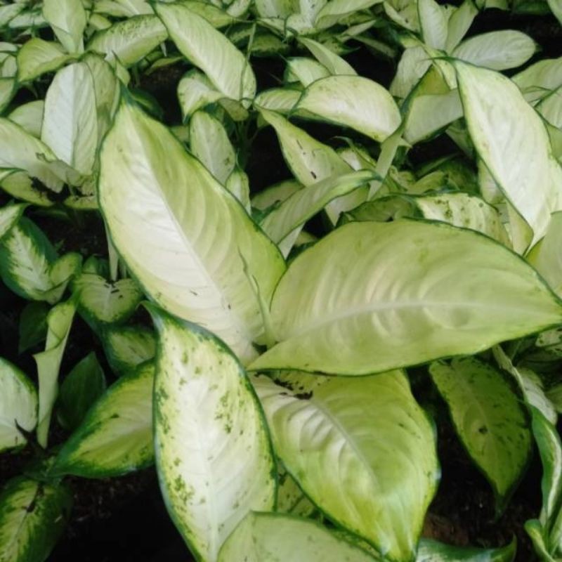 SALE#LELANG AGLONEMA DIVEN TISU#Aglonema rimbun