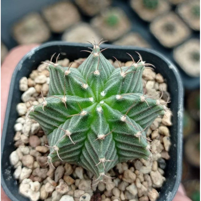 Kaktus Gymnocalycium Mihanovichi Hybrid