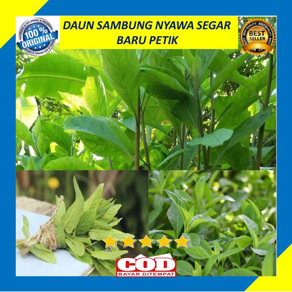 

Daun Sambung Nyawa 100 Gram Baru Petik