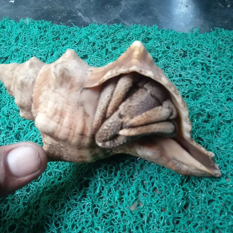 cangkang kelomang plus kelomang