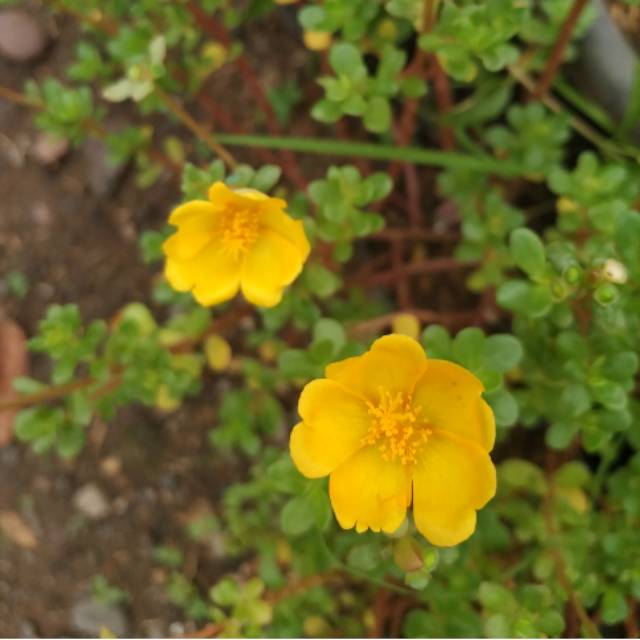 Portulaca / krokot / cakrakcakrik / mossrose / mawar tanah / sutra bombai / daun runcing