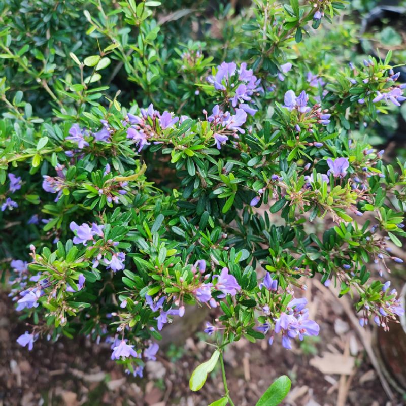 BANHAN BONSAI SAENG SIMBUR MIKRO VIETNAM /SUPER MIKRO VIETNAM saeng simbur super micro vietnam bunga