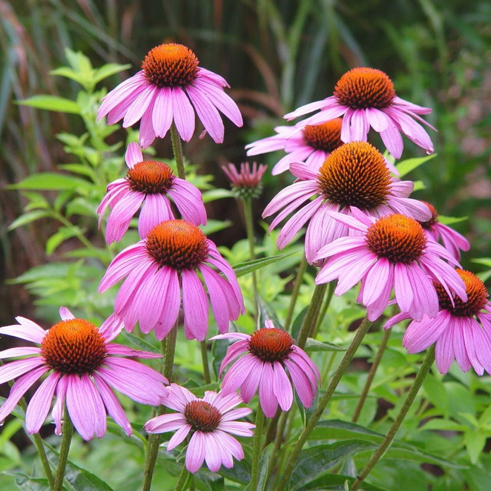 PlantaSeed - 25 Seeds - Coneflower Echinacea Biji Bunga - PAS0196