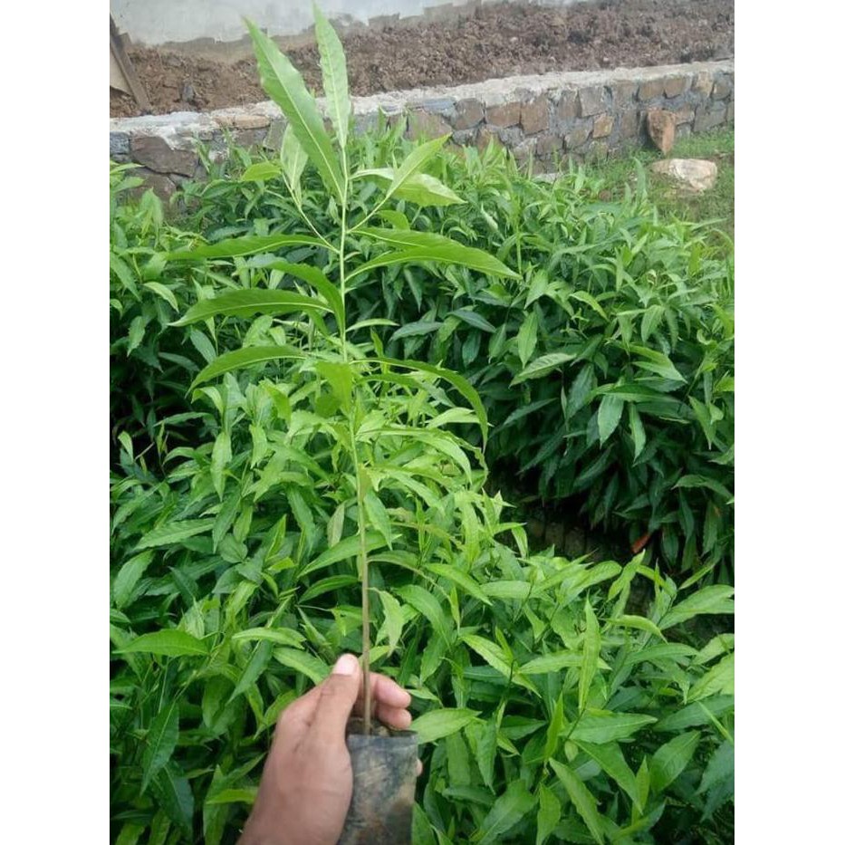 JUAL 5 BIBIT POHON KAYU JENITRI / GENITRI SUPER BIBIT / BIJI / BENIH $$##