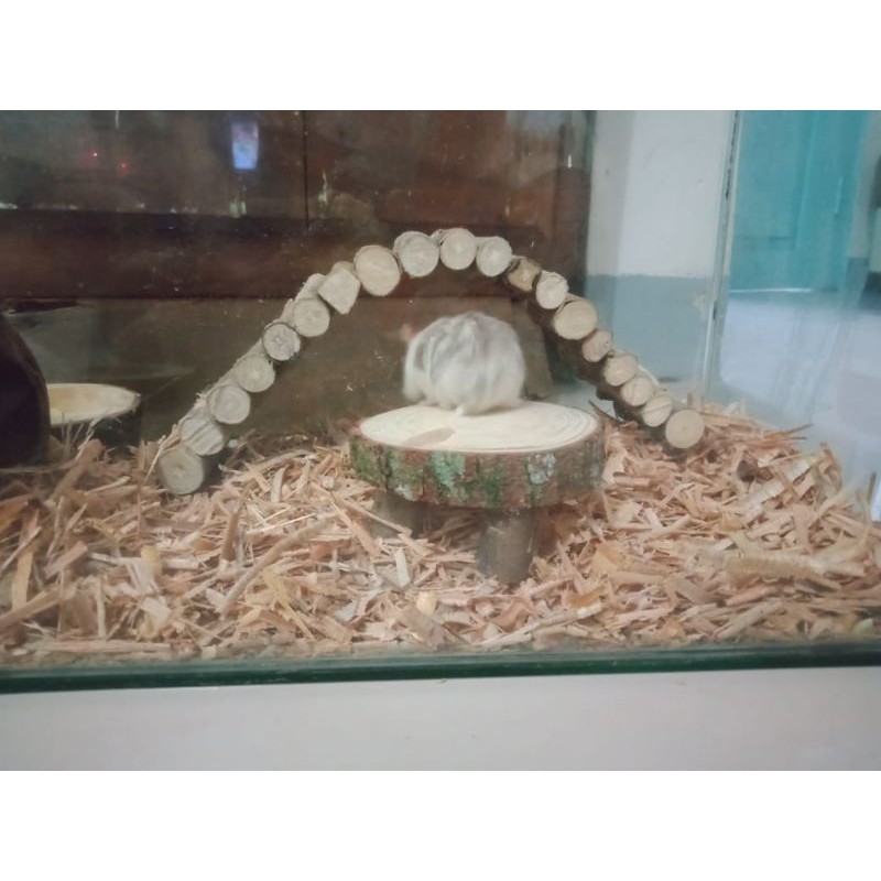 MAINAN HAMSTER - MEJA HAMSTER - AKSESORIS KANDANG HAMSTER