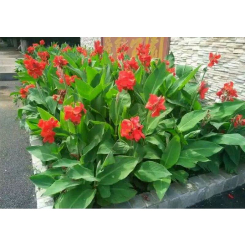 TANAMAN HIAS CANNA BUNGA MERAH