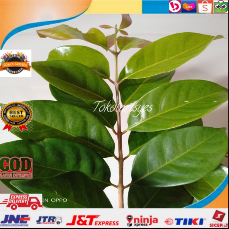 

Daun salam fresh 100 gram