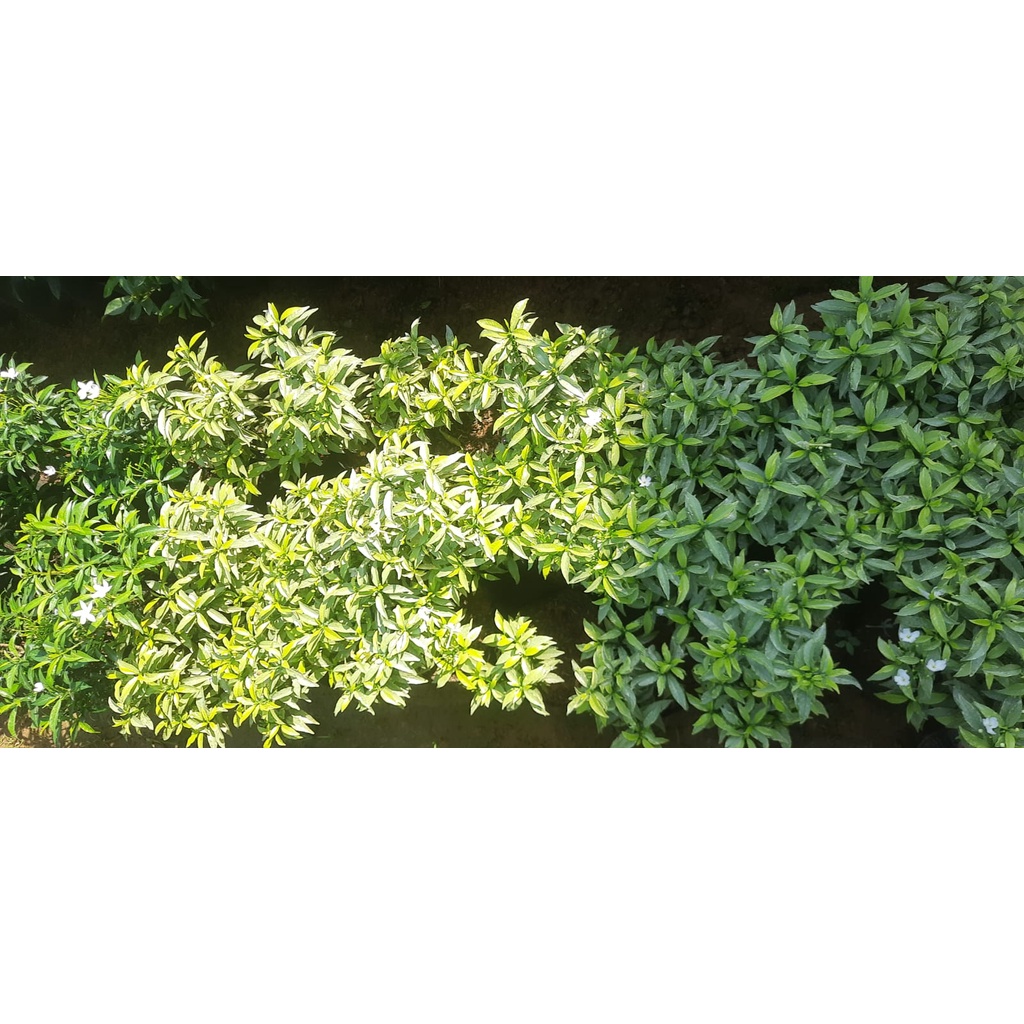Bunga Rombusa Mini kuning atau Rombusa Mini Gold Hida bibit purworejo