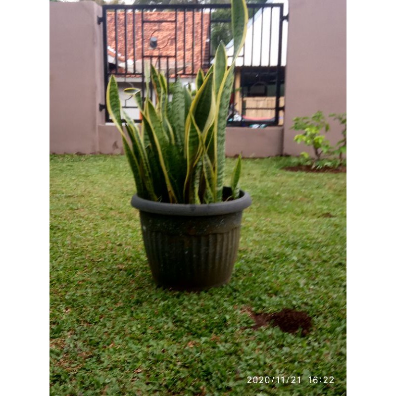 

lidah buaya