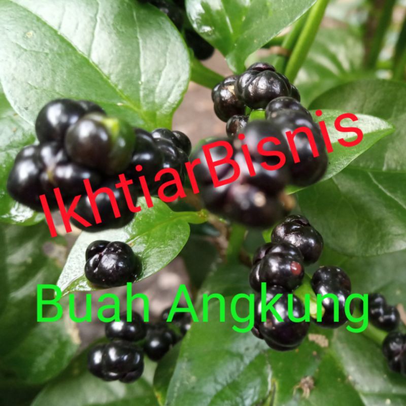 

BUAH ANGKUNG 300 Biji Gratis 50 Biji