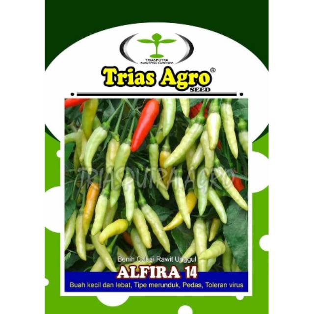 Benih Cabe Rawit Putih Merunduk ALFIRA 14 5gram-Bibit Cabai Rawit- Benih Cabe Rawit-Benih Cabe-Bibit
