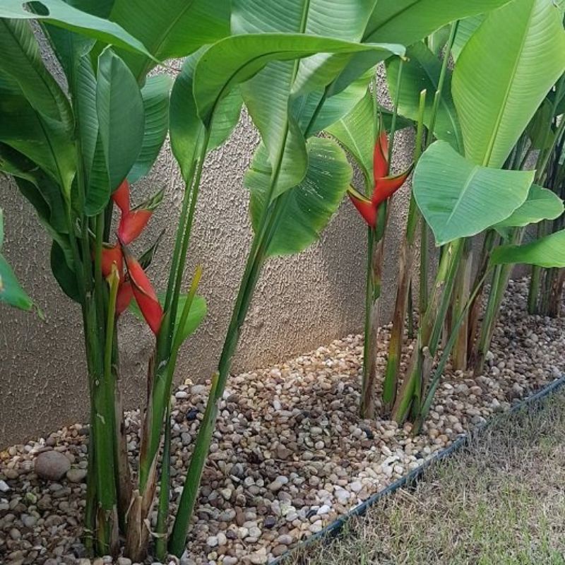 Jual Tanaman Hias Pisang Pisangan Heliconia Pisang Pisangan Bali