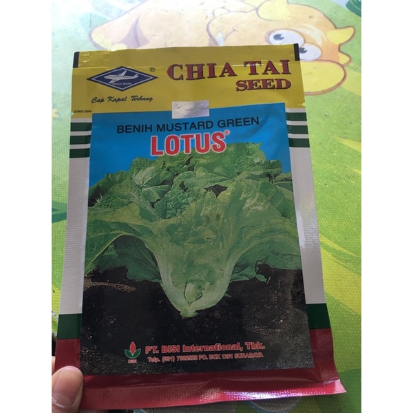 benih mustard green sayur pait sawi pait sawi pahit lotus