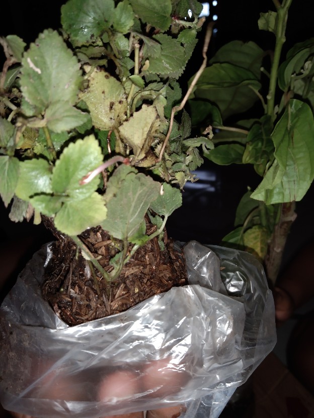 Tanaman Gantung Acalypa Ulat Merah