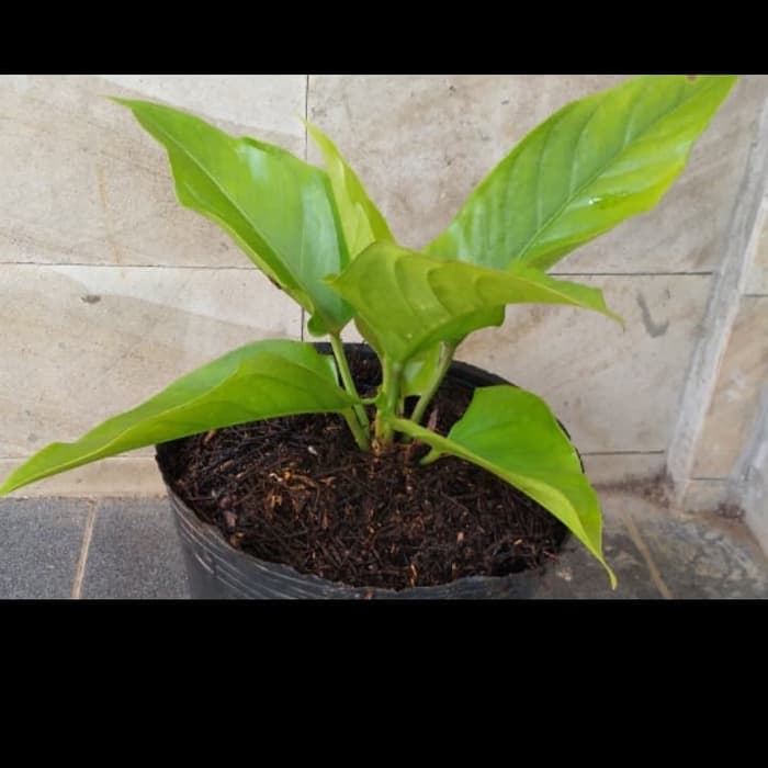 Tanaman Hias Anthurium Garuda - Anturium Garuda - Tanaman Indoor