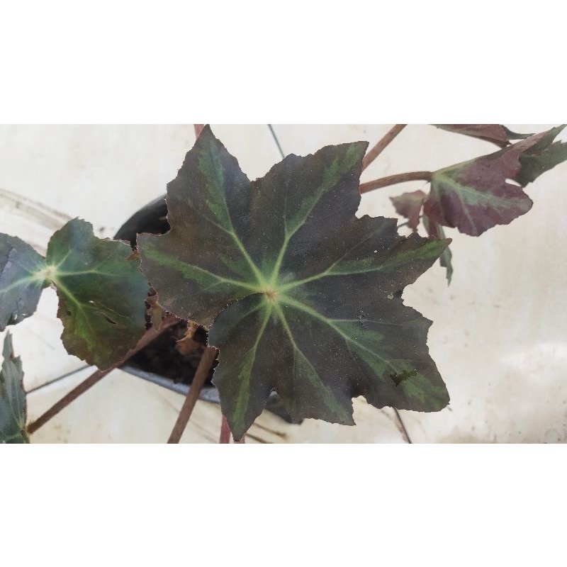 begonia 2 keong hijau dewasa