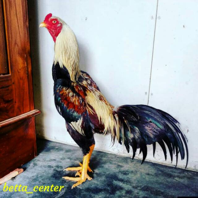 Ayam jago