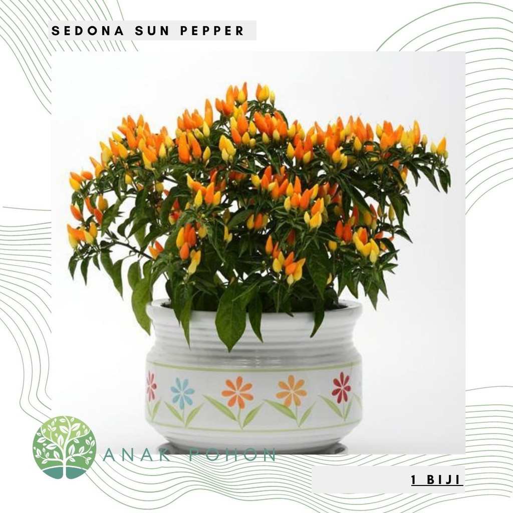 Benih Bibit Biji - Cabai Sedona Sun Yellow Pepper Seeds