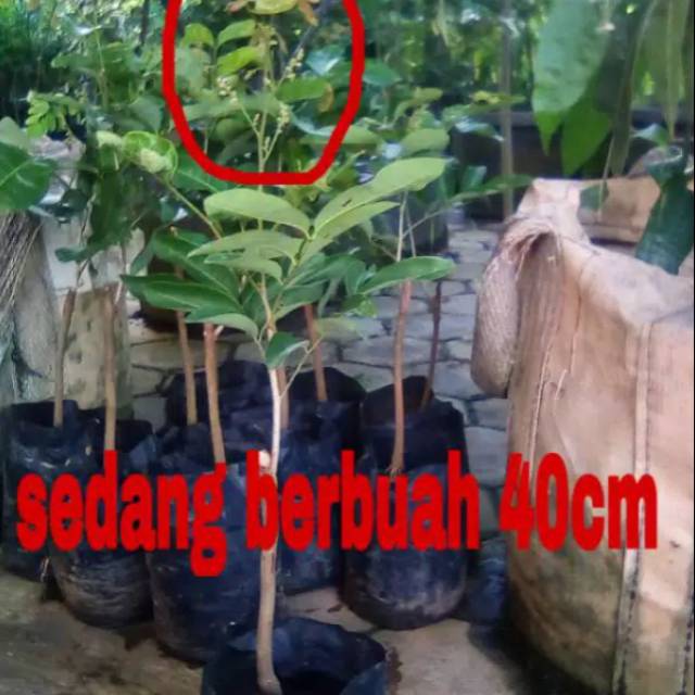Bibit kelengkeng matalada sedang berbuah/ sudah berbuah tinggi 30 cm - 50 cm