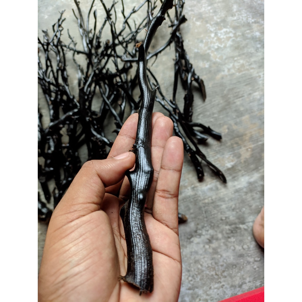Bahan akar bahar hitam asli berserat papua size jempol