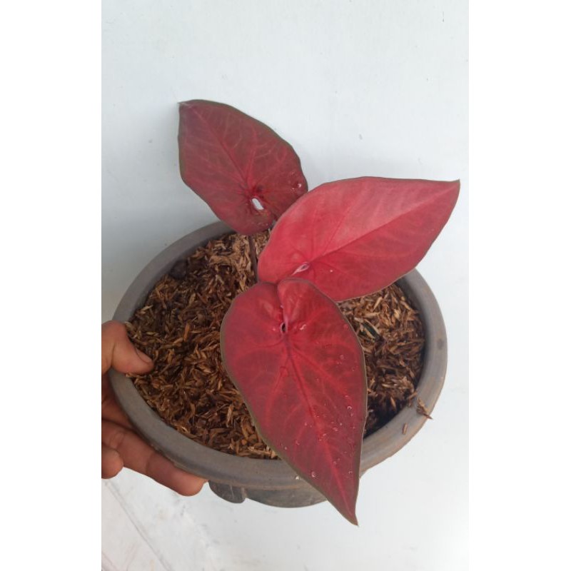 red caladium